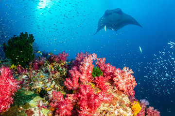 Oceanic Manta Ray swimming over a colorful, healthy tropical coral reef - obrazy, fototapety, plakaty