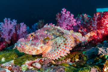 Colorful Scorpionfish on a tropical coral reef