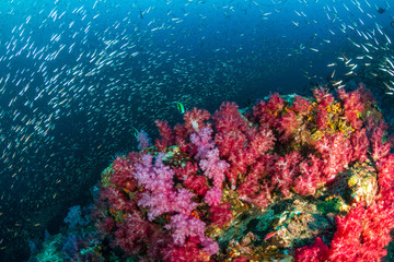 Beautiful, colorful soft corals and tropical fish on a thriving coral reef