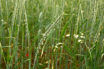 junges roggenfeld  bioanbau