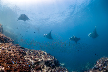Several huge Manta Rays circle over a cleaning station on a tropical coral reef