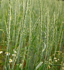 Obraz premium roggenfeld blüte bio