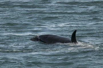 Fototapeta premium Orca attacking sea lions, Patagonia Argentina