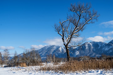 Tree near Kochelsee