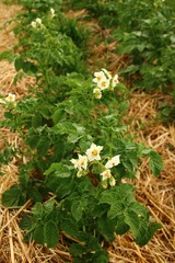 blühende kartoffelpflanzen  bio feld