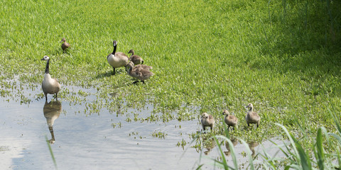 Kanadagänse © waechter-media.de