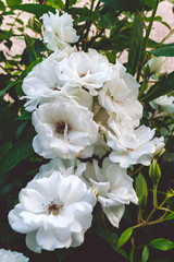White roses on a bush