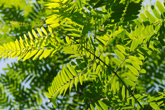 FOLLAJE DE UNA TIPUANA TIPU