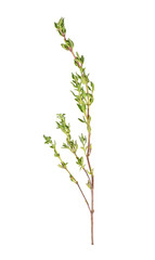 Fresh thyme spice isolated on white background. Spices.