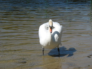 Лебедь на озере