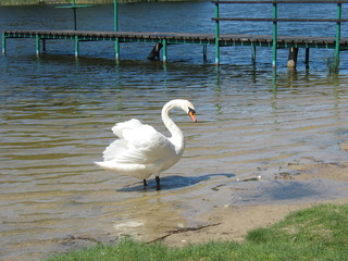 Лебедь на озере