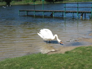 Лебедь на озере