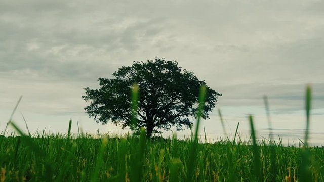 Lone harmonic tree (spreading oak) on sloping field. Concept of solitary free growth, concept of separation (wood from forest), stigmatization
