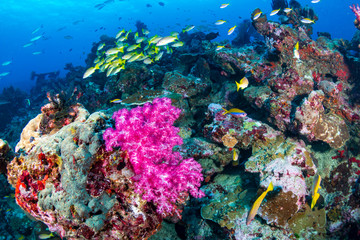 Tropical fish and colorful soft corals on a healthy reef