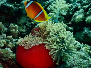 Błazenek Nemo Ryby
