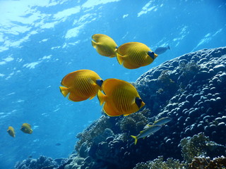 Ryby Morze Czerwone - obrazy, fototapety, plakaty