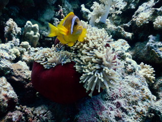Fototapeta na wymiar Błazenek Nemo ryby w ukwiale