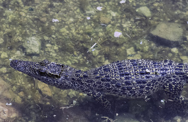 Swimming Cuban crocodile (Crocodylus Rhombifer) is a small species of crocodile endemic to Cuba - Peninsula de Zapata National Park / Zapata Swamp, Cuba