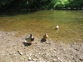 Утки  на озере в летний ясный день