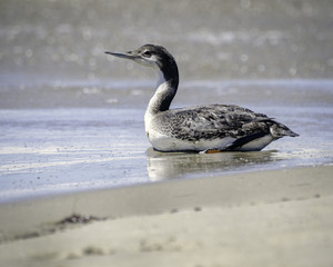 Common Loon (Gavia immer), Goleta, CA.