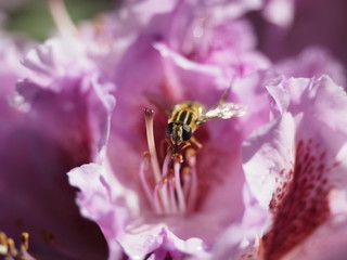 Biene Makro Nahaufnahme Blüte
