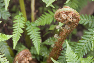 fern