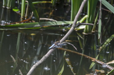 Blue dragonfly or Odonata on a dry grass in field, South park, Sofia, Bulgaria   