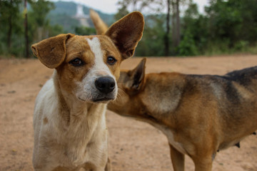Naklejka na ściany i meble Close-Up of two cute dogs on the countryside