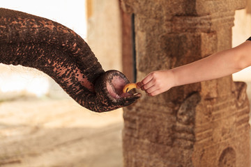 The elephant takes with helps a trunk, crouton from the child's hand.