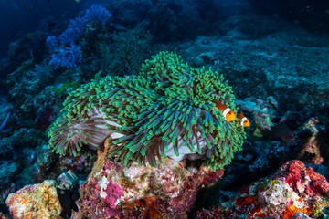 Fototapeta na wymiar Beautiful Clownfish on a tropical coral reef