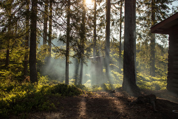 Sonnenlicht und Dunst zwischen den Bäumen