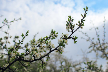 The trees bloom in early spring , toned