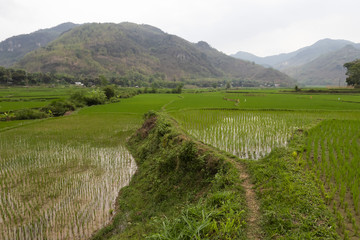 Rice Paddy Field