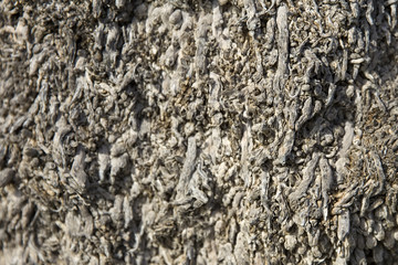 Wooden texture
