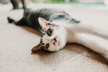Lovely little cat playing alone on the porch of his house near de swimming pool. Sweet beautiful animal. Domestic cat. Lifestyle