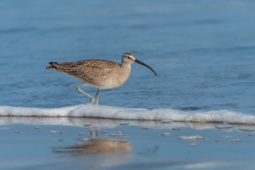 Long-billed Curlew, Numenius americanus, bird on the shore
