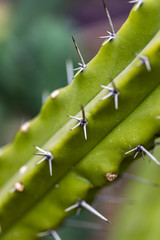 Detail of the Blue Myrtle Cactus