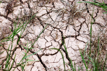 Cracked ground, path, soil with dry grass. Ecology concept. Cracked earth texture background with grasses. Dry field, water, land, sand. Land during drought. Abstract surface, material, wallpaper.