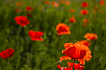 Obraz premium Field of red poppies on sunny spring day.