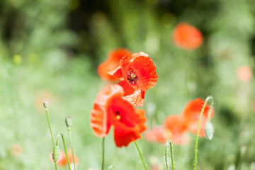 Poppies on a wild meadow