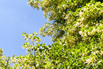 Leafy roof and blue sky