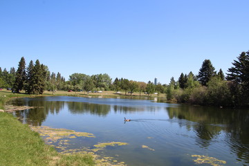 Obraz na płótnie Canvas Spring On The Lake, William Hawrelak Park, Edmonton, Alberta