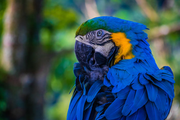 Close shot of a colorful big wild blue parrot, Koh Samui, Thailand