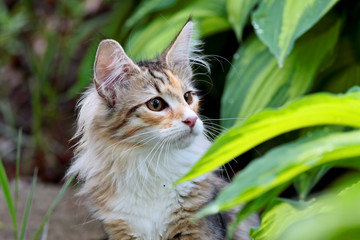 Obraz premium Norwegian forest cat kitten in garden with green leafs