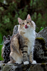 Norwegian forest cat female kitten sitting on a stone in garden