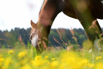 blooming pasture, sorrel horse grazing blooming dandalions