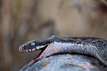 Dead viper on a stone