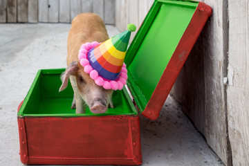 funny red pig in dunce party hat. red-green suitcase. Copy space. 2019 Year Yellow Swine