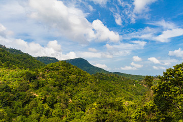 Obraz premium View of a nearby tropical jungle from a wooden construction high above the tree level during a bright sunny day, Koh Samui, Thailand
