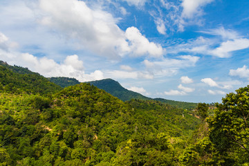 View of a nearby tropical jungle from a wooden construction high above the tree level during a bright sunny day, Koh Samui, Thailand
